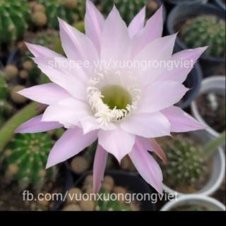 Xương rồng echi dưa mỹ