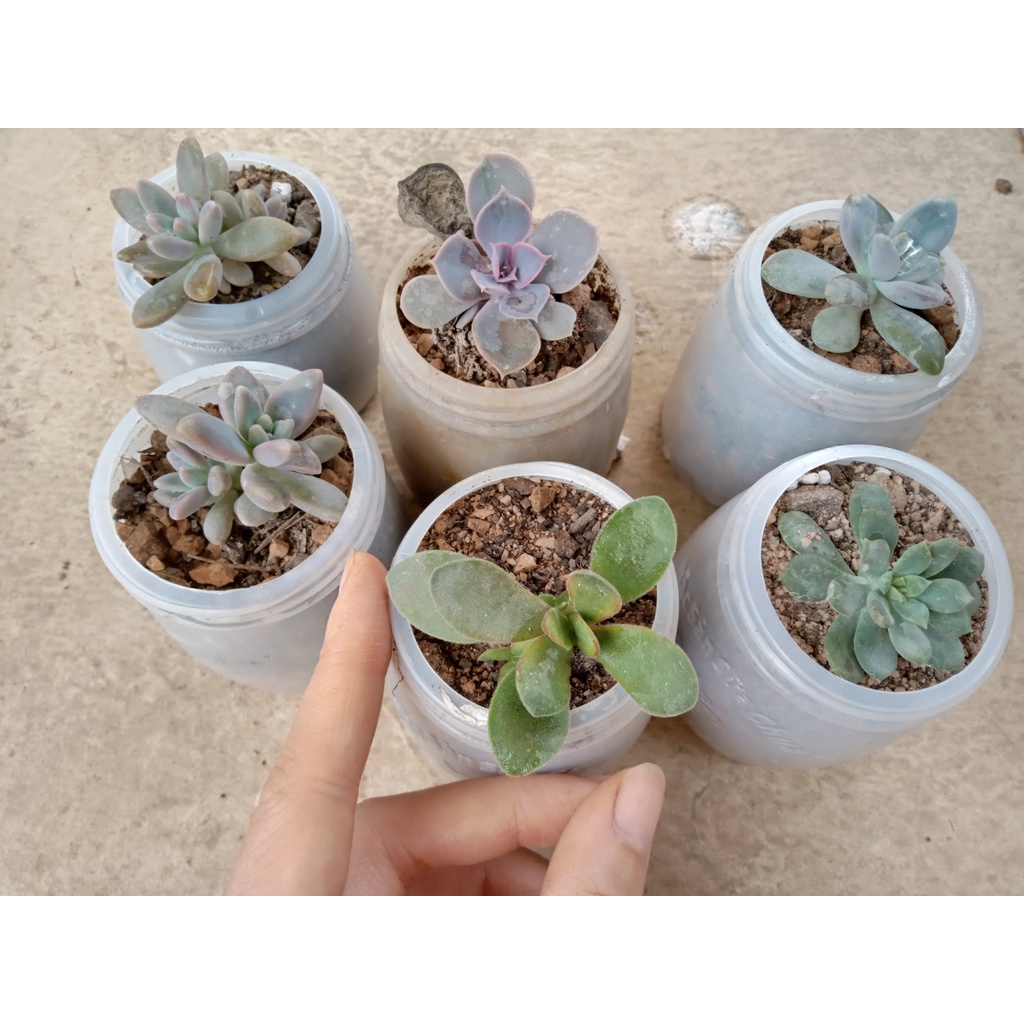 [Vườn ươm] - Sen đá bầu siêu rẻ size 3-5cm - NeuyhGarden