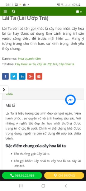 Cây giống nhài ta thơm nức