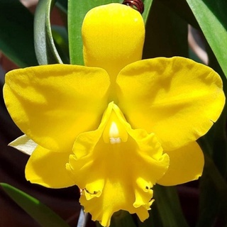 (1 chậu) Hoa lan Cattleya mini cánh sáp, mặt hoa xổ, hoa thơm, lâu tàn, hoa chùm, siêng hoa