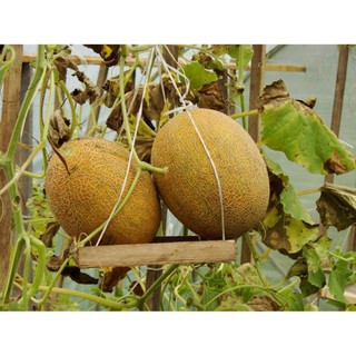 Hạt Giống Dưa Lưới Lõi Vàng Oval  (10 hạt)