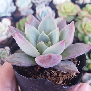 🌵FREESHIP🌵SEN ĐÁ MẬN ĐỎ
