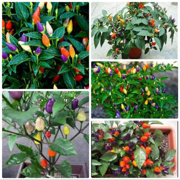 Hạt giống ớt đào tiên  20 hạt - tặng kèm 3 viên nén ươm hạt