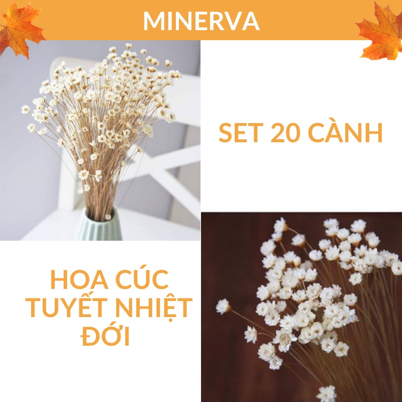 50 Cành HOA CÚC TUYẾT NHIỆT ĐỚI / cúc Glixia decor trang trí nhà cửa