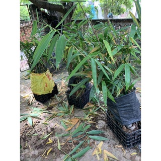Cây giống măng tre bát độ 🌴Mua 4 tặng 1 cây bất kì🌴