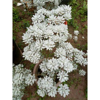 CÂY CÚC MỐC BONSAI
