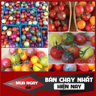 [ Big Sale ] 200H - Hạt giống cà chua bi ngũ sắc