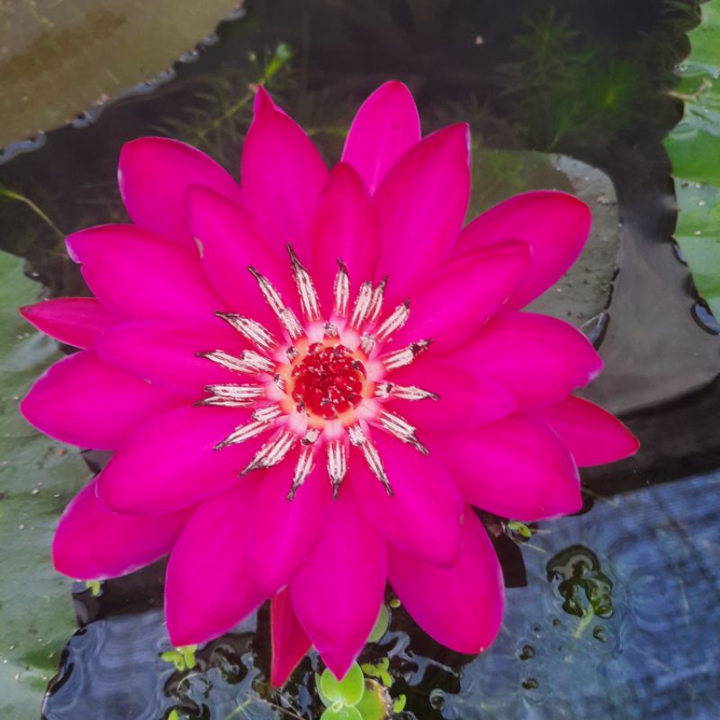 Hoa Súng Mĩ Màu Đỏ.trắng