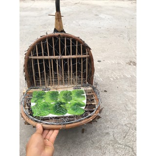 Lồng cu bẫy( gáy lụp lợp lá)