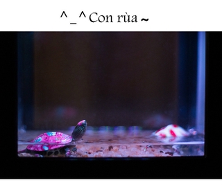 Bể Cá Nhân Tạo Mini Có Đèn Led Trang Trí Bể Cá