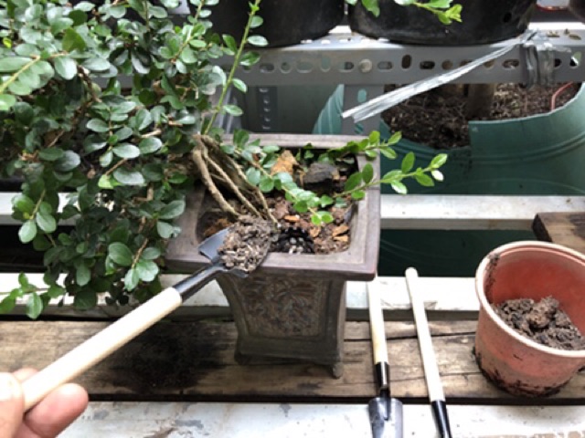 Bộ xẻng- 3 cây- dụng cụ làm vườn bonsai