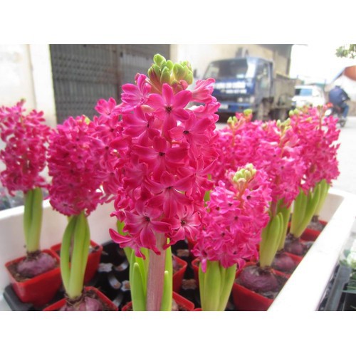 Combo 3 củ tiên ông hoa màu hồng đậm_ Dạ Lan Hương - DC