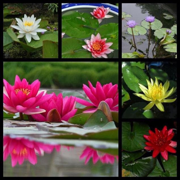 Củ hoa súng thái mini