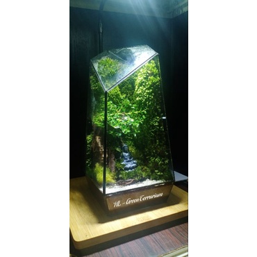 Rêu cỏ làm terrarium, đắp chậu bonsai ,tiểu cảnh....
