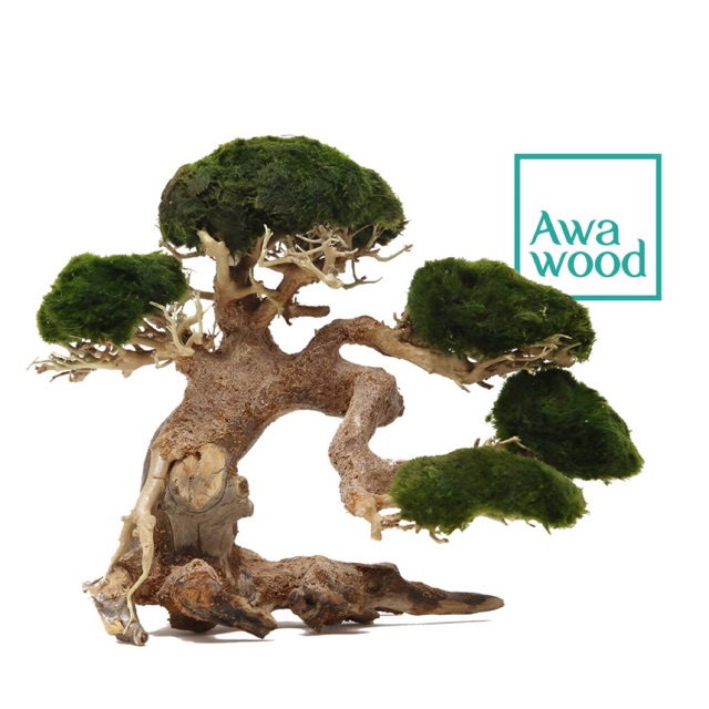 Lũa Bonsai Tiêu Chuẩn - Xưởng Awawood (Size Nhỏ)