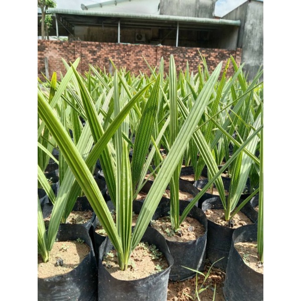 Cây chà là thái giống