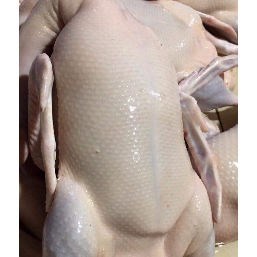 SÁP Làm Lông Gà Vịt , lu quay vịt gà ,giadungdoci