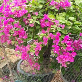 Cây giống hoa giấy