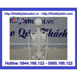Mô hình hệ xương người 85cm