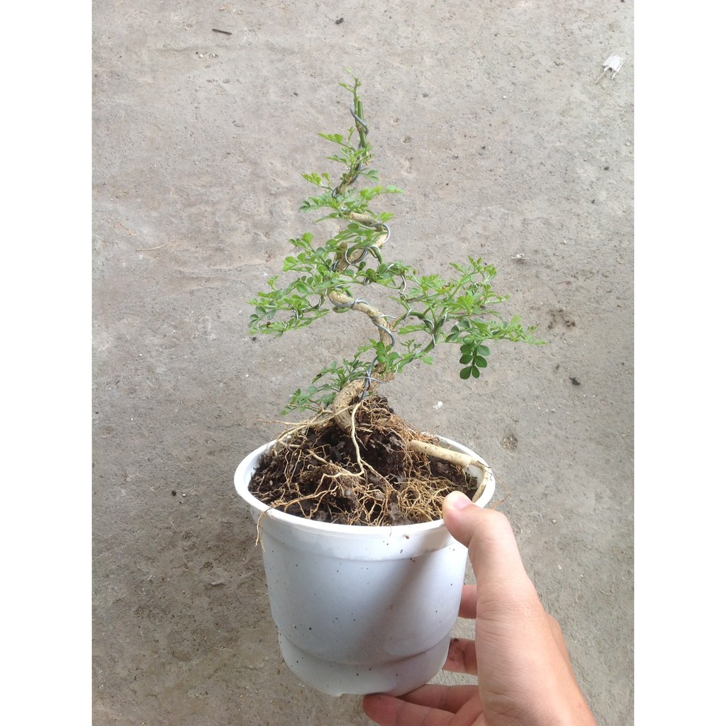 Cây Cần Thăng Cây cảnh Bonsai mini