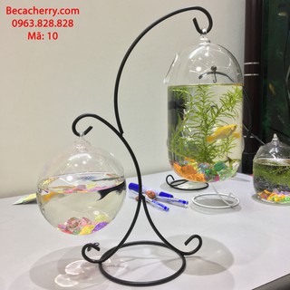 Bể cá mini đôi X + bình thủy tinh dưa 20cm + tròn 12cm ( Tặng kèm phụ kiện )