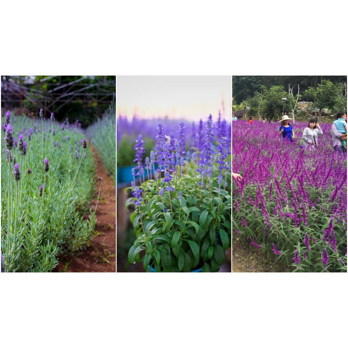 Hạt Giống Hoa Oải Hương/Lavender (100 Hạt) - [MUA 3 TẶNG 1 CÙNG LOẠI]