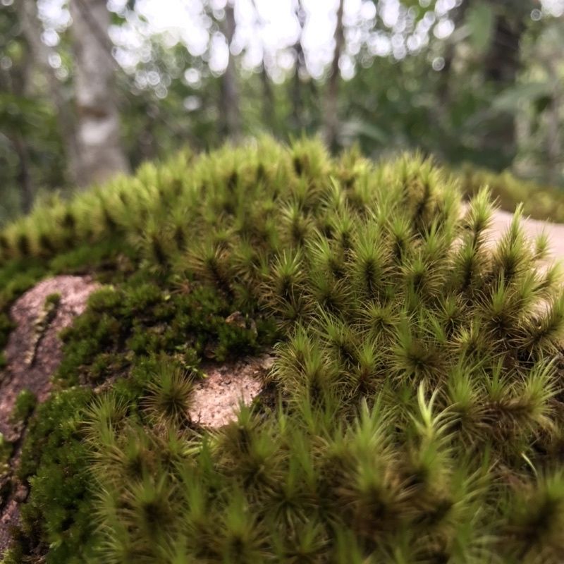 Rêu Common haircap 10x15cm