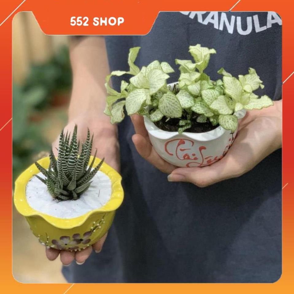 Bộ 2 Cây Mini - 10x10x15 Cm - Dáng Bán Cầu - Sen Đá Móng Rồng, Cây Cẩm Nhung & Chậu Trồng Cây Gốm Sứ