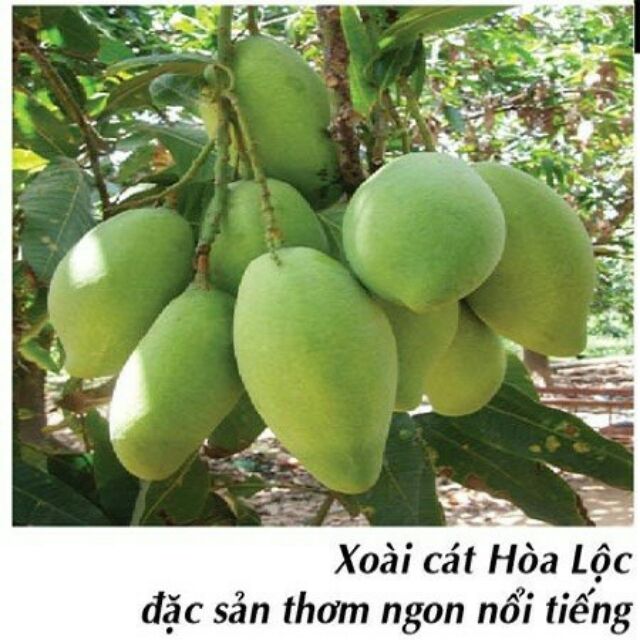Cây xoài cát hòa lộc