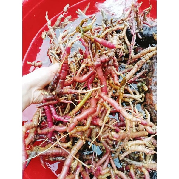 Ba kích  chuẩn rừng
