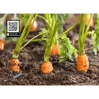 Hạt Giống Củ Cà Rốt Mini