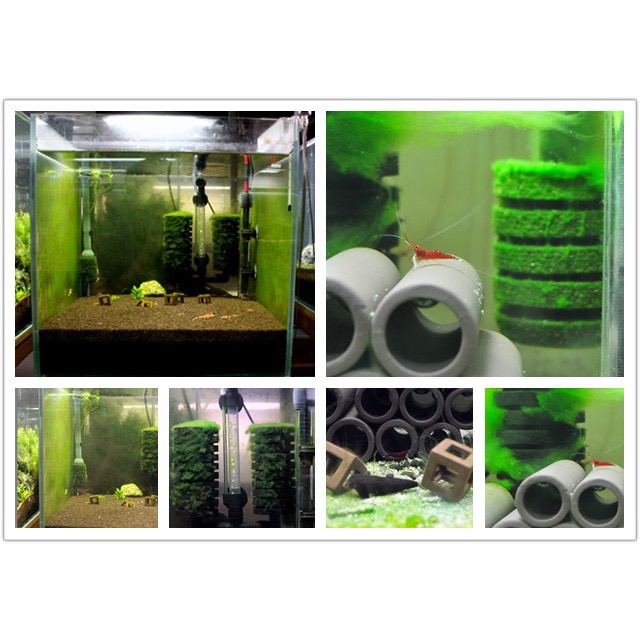 MẦM TẢO ĐÀI LOAN ĐÁNH RÊU XANH HỒ SULA