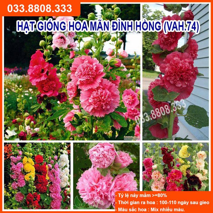 HẠT GIỐNG HOA MÃN ĐÌNH HỒNG  NẢY MẦM CỰC CHUẨN