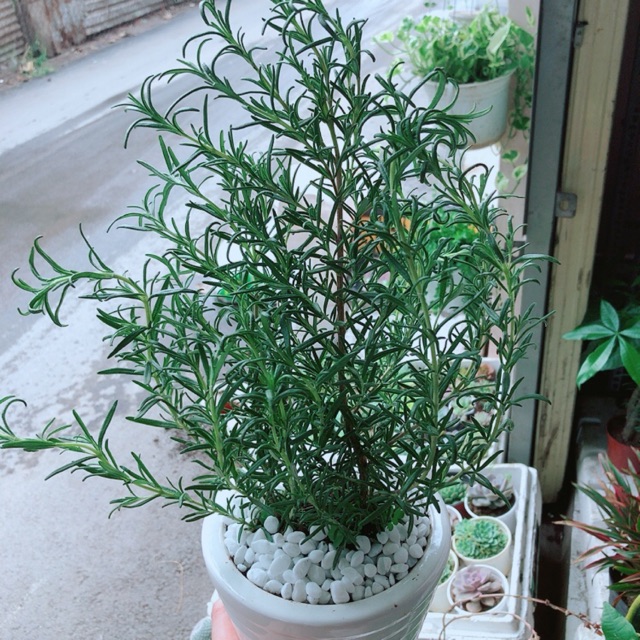 Chậu hương thảo