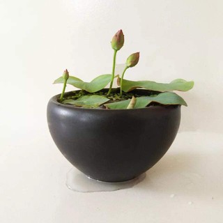 Phân Bón Chuyên Dùng Cho Hoa Sen Mini Nhật - Gói 500Gram