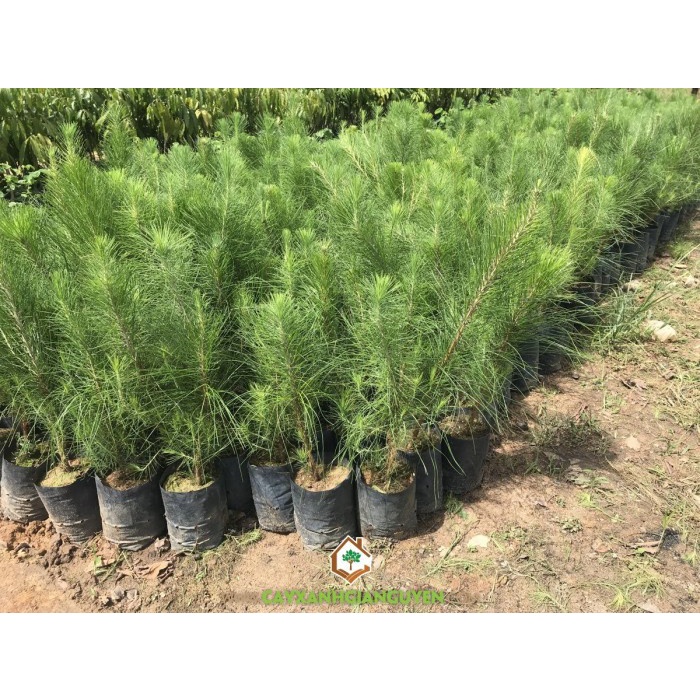 Cây Giống Thông Ba Lá