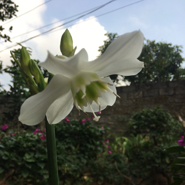 4 củ hoa ngọc trâm