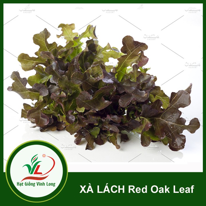 Hạt giống rau Xà lách Red Oakleaf TN 160