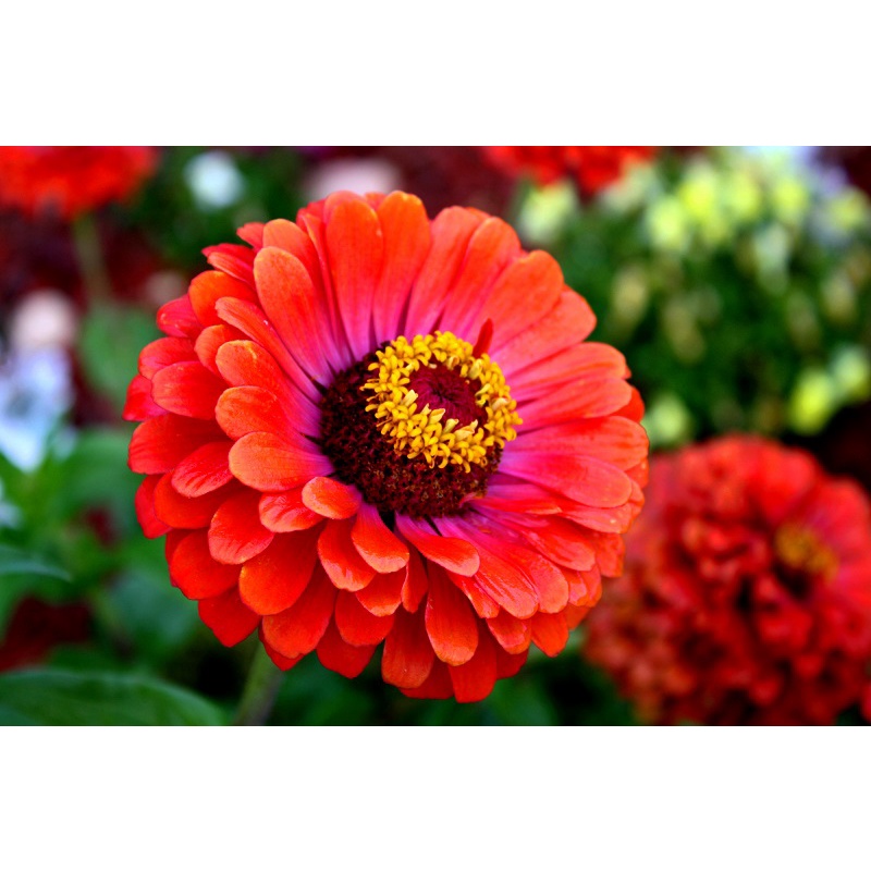 Hạt Giống Hoa Cúc Lá Nhám Kép Mix Lilliput California Giant Zinnia 500+ Hạt, Màu sắc Sắc nét Sáng đẹp