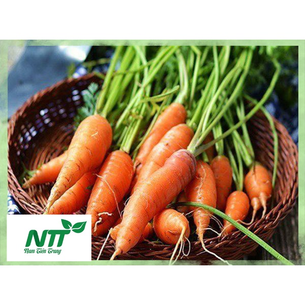 Hạt giống Cà Rốt TN