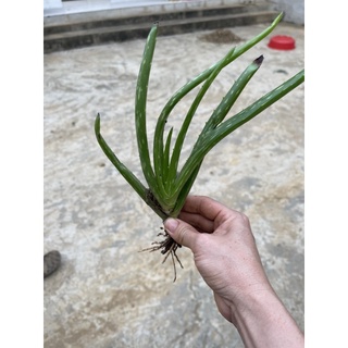 Cây Nha Đam Aloe