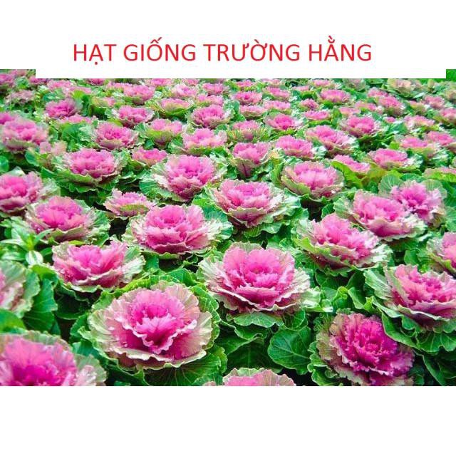 Hạt giống Bắp cải hoa hồng Mỹ - 10 hạt