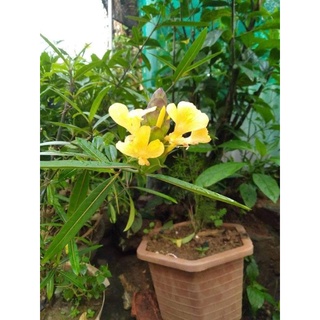 cây kim vàng 5 cây  " shop hạt giống cây giống"