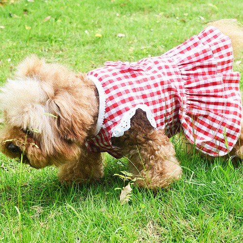 Quần áo cho chó cưng mùa xuân hè mới Teddy Bichon poodle cún con Váy cung cấp đặc biệt