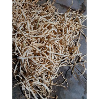 rễ đinh lăng nếp loại tươi