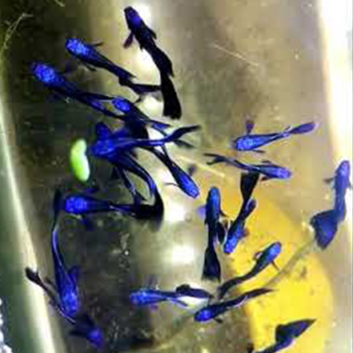 Tranh Cặp Cá Bảy Màu Blue Tarzan Đẹp Tại Tp.HCM