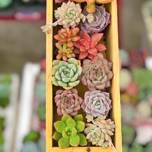 Sen vỉ 6k hàng đẹp