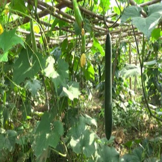 HẠT GIỐNG BÍ SẶT - 10 hạt/ gói