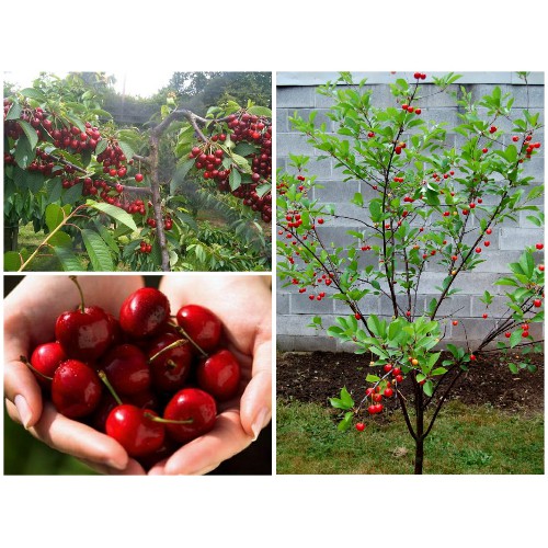 cây giống chery giá siêu rẻ