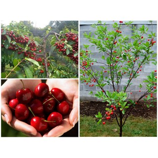 cây giống chery giá siêu rẻ